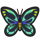NH-Icon-queenalexandrasbirdwing