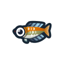 NH-Icon-rainbowfish