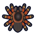 NH-Icon-tarantula